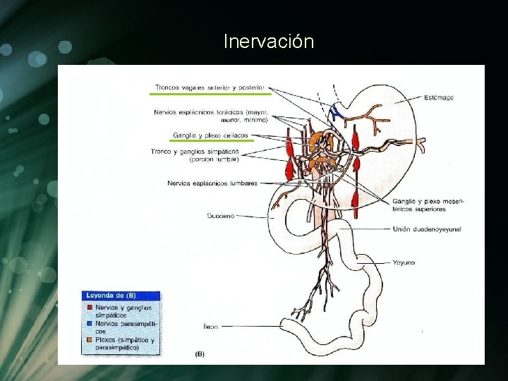 Inervación Inervación