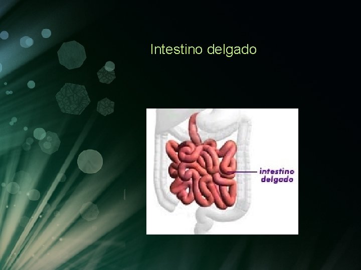 Intestino delgado Intestino delgado