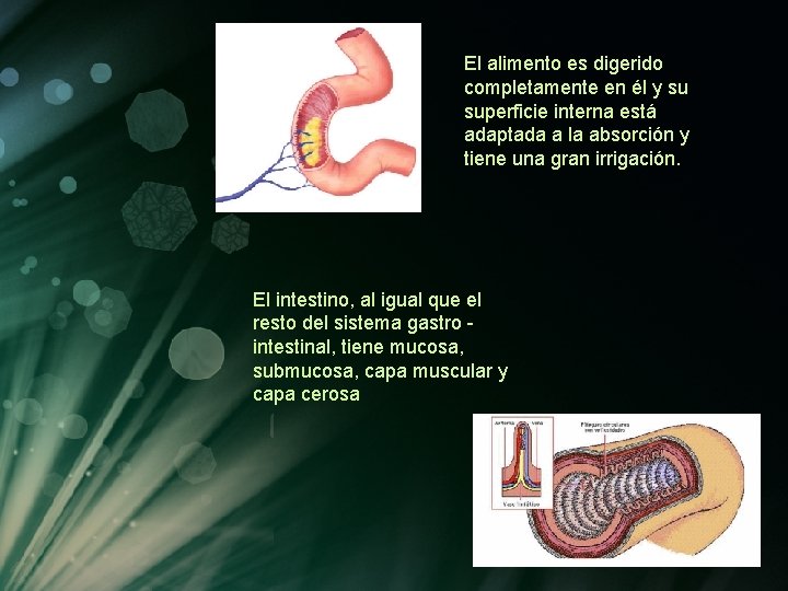 El alimento es digerido completamente en él y su superficie interna está adaptada a El alimento es digerido completamente en él y su superficie interna está adaptada a