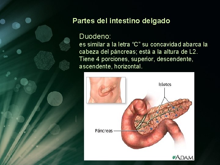 Partes del intestino delgado Duodeno: es similar a la letra “C” su concavidad abarca Partes del intestino delgado Duodeno: es similar a la letra “C” su concavidad abarca