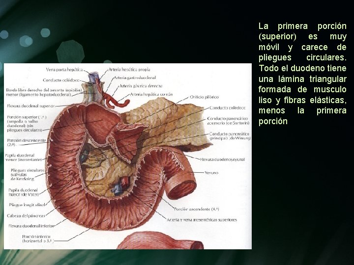 La primera porción (superior) es muy móvil y carece de pliegues circulares. Todo el La primera porción (superior) es muy móvil y carece de pliegues circulares. Todo el