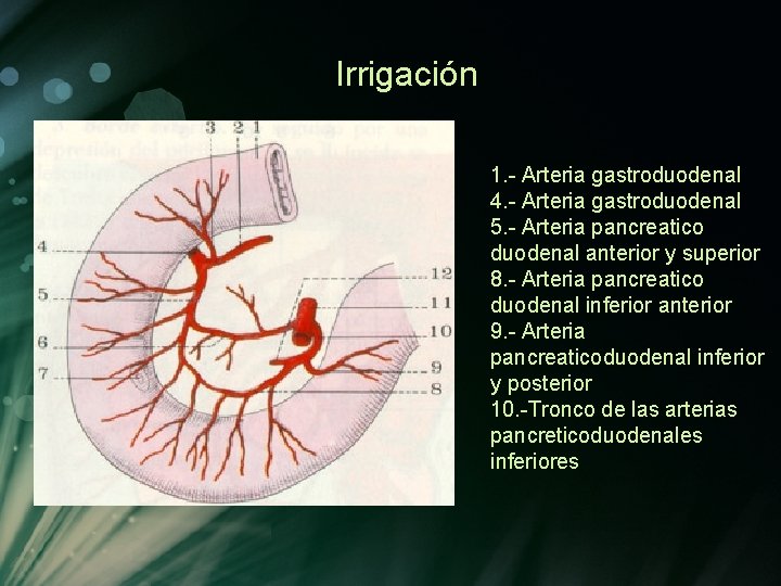 Irrigación 1. - Arteria gastroduodenal 4. - Arteria gastroduodenal 5. - Arteria pancreatico duodenal Irrigación 1. - Arteria gastroduodenal 4. - Arteria gastroduodenal 5. - Arteria pancreatico duodenal