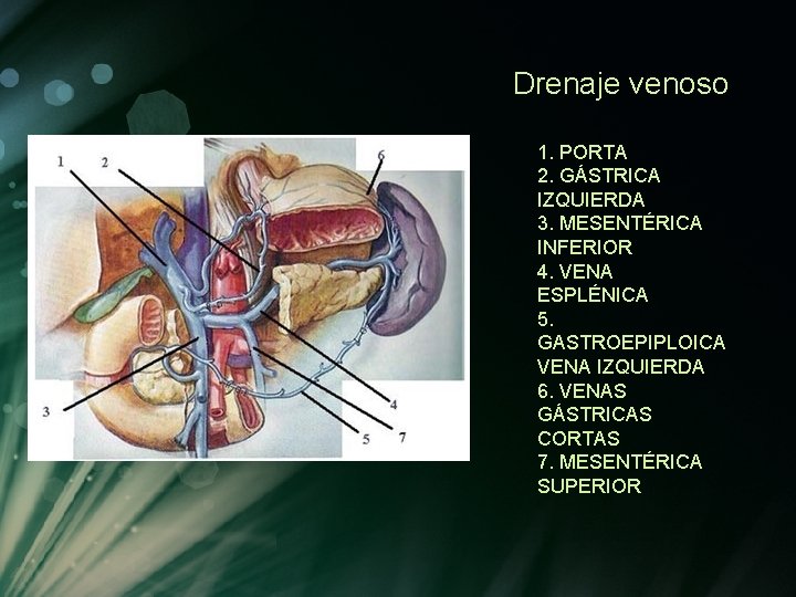 Drenaje venoso 1. PORTA 2. GÁSTRICA IZQUIERDA 3. MESENTÉRICA INFERIOR 4. VENA ESPLÉNICA 5. Drenaje venoso 1. PORTA 2. GÁSTRICA IZQUIERDA 3. MESENTÉRICA INFERIOR 4. VENA ESPLÉNICA 5.