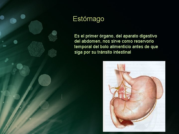Estómago Es el primer órgano, del aparato digestivo del abdomen, nos sirve como reservorio Estómago Es el primer órgano, del aparato digestivo del abdomen, nos sirve como reservorio