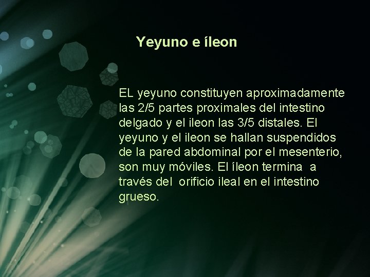 Yeyuno e íleon EL yeyuno constituyen aproximadamente las 2/5 partes proximales del intestino delgado Yeyuno e íleon EL yeyuno constituyen aproximadamente las 2/5 partes proximales del intestino delgado