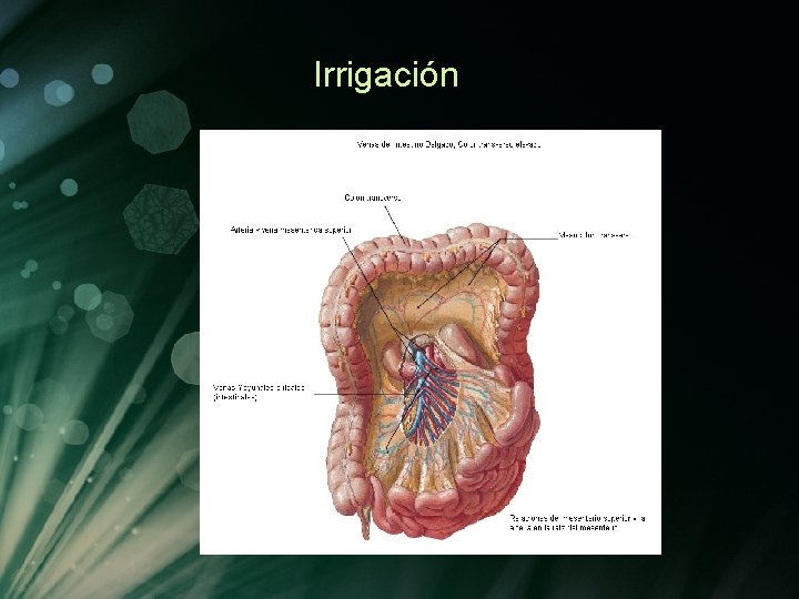 Irrigación Irrigación