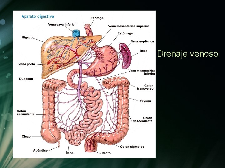 Drenaje venoso Drenaje venoso