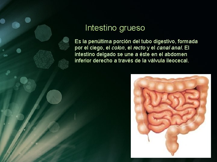 Intestino grueso Es la penúltima porción del tubo digestivo, formada por el ciego, el Intestino grueso Es la penúltima porción del tubo digestivo, formada por el ciego, el