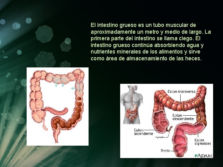 El intestino grueso es un tubo muscular de aproximadamente un metro y medio de El intestino grueso es un tubo muscular de aproximadamente un metro y medio de