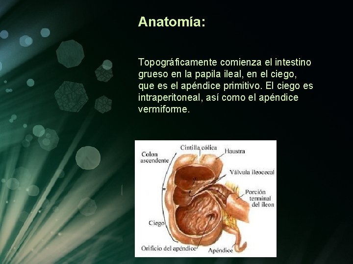 Anatomía: Topográficamente comienza el intestino grueso en la papila ileal, en el ciego, que Anatomía: Topográficamente comienza el intestino grueso en la papila ileal, en el ciego, que