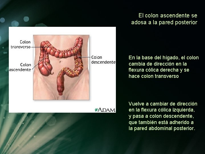 El colon ascendente se adosa a la pared posterior En la base del hígado, El colon ascendente se adosa a la pared posterior En la base del hígado,