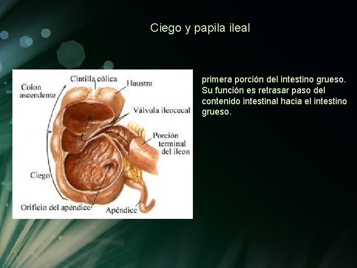 Ciego y papila ileal primera porción del intestino grueso. Su función es retrasar paso Ciego y papila ileal primera porción del intestino grueso. Su función es retrasar paso