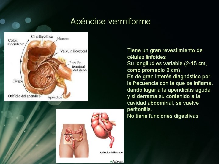 Apéndice vermiforme Tiene un gran revestimiento de células linfoides Su longitud es variable (2 Apéndice vermiforme Tiene un gran revestimiento de células linfoides Su longitud es variable (2
