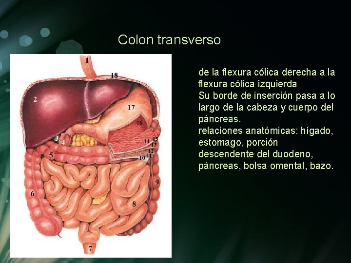 Colon transverso de la flexura cólica derecha a la flexura cólica izquierda Su borde Colon transverso de la flexura cólica derecha a la flexura cólica izquierda Su borde