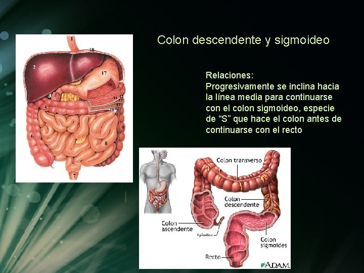 Colon descendente y sigmoideo Relaciones: Progresivamente se inclina hacia la línea media para continuarse Colon descendente y sigmoideo Relaciones: Progresivamente se inclina hacia la línea media para continuarse
