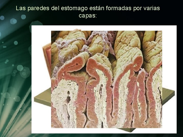 Las paredes del estomago están formadas por varias capas: Las paredes del estomago están formadas por varias capas: