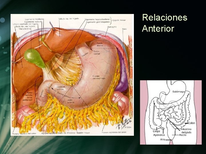Relaciones Anterior Relaciones Anterior