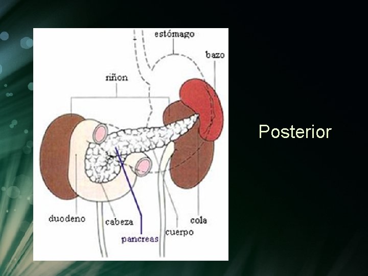 Posterior Posterior