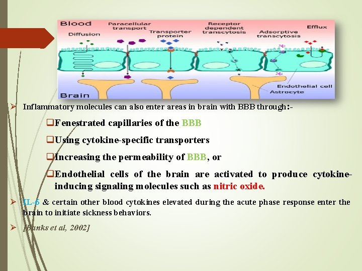 Ø Inflammatory molecules can also enter areas in brain with BBB through: - q.