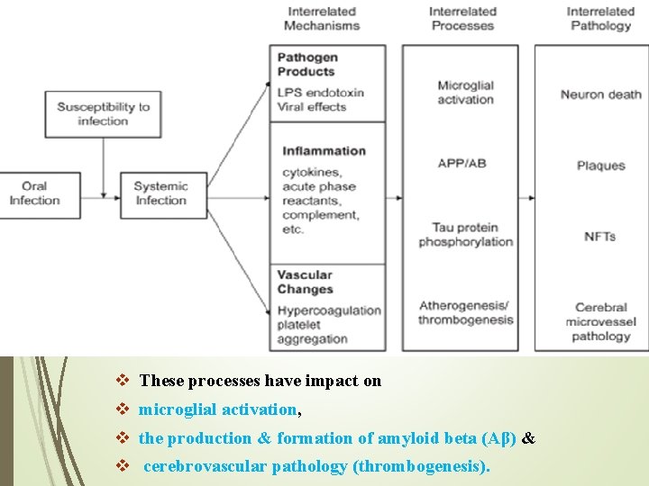 v These processes have impact on v microglial activation, v the production & formation