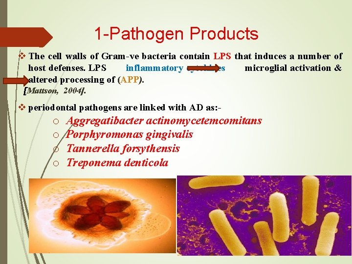 1 -Pathogen Products v The cell walls of Gram-ve bacteria contain LPS that induces