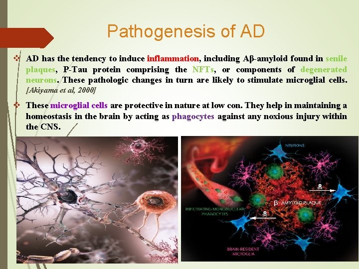 Pathogenesis of AD v AD has the tendency to induce inflammation, including Aβ-amyloid found