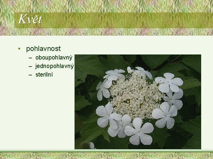 Květ • pohlavnost – oboupohlavný – jednopohlavný – sterilní Květ • pohlavnost – oboupohlavný – jednopohlavný – sterilní