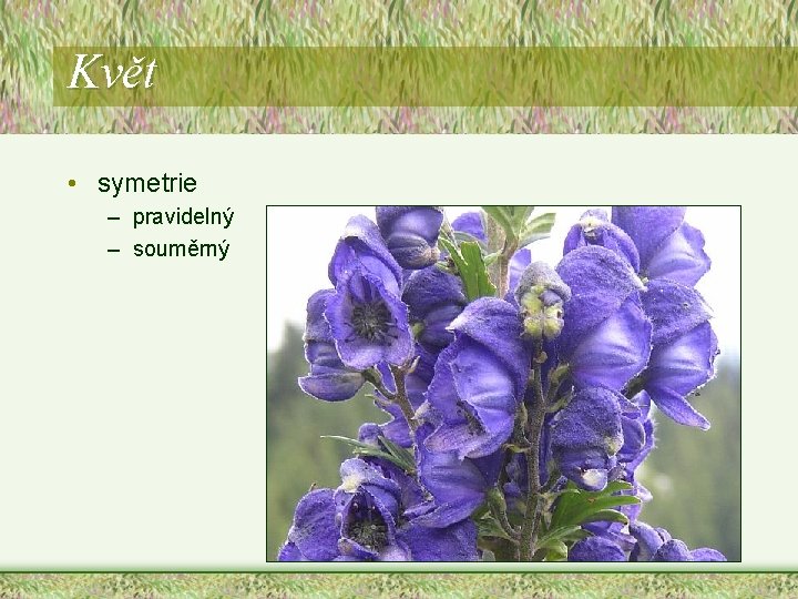 Květ • symetrie – pravidelný – souměrný Květ • symetrie – pravidelný – souměrný