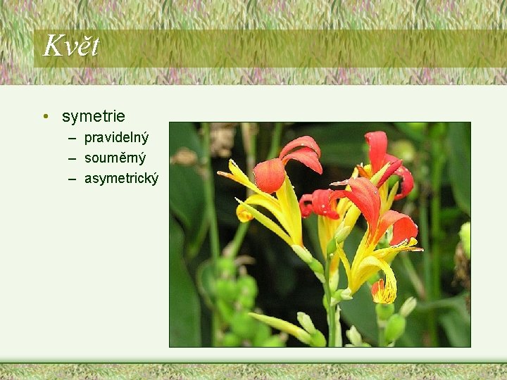 Květ • symetrie – pravidelný – souměrný – asymetrický Květ • symetrie – pravidelný – souměrný – asymetrický