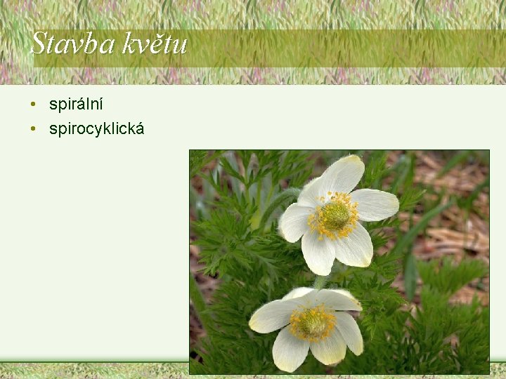 Stavba květu • spirální • spirocyklická Stavba květu • spirální • spirocyklická