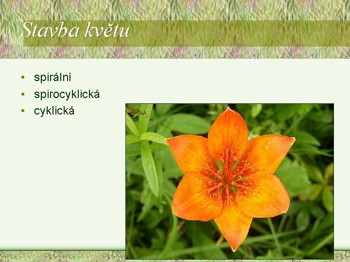 Stavba květu • spirální • spirocyklická • cyklická Stavba květu • spirální • spirocyklická • cyklická