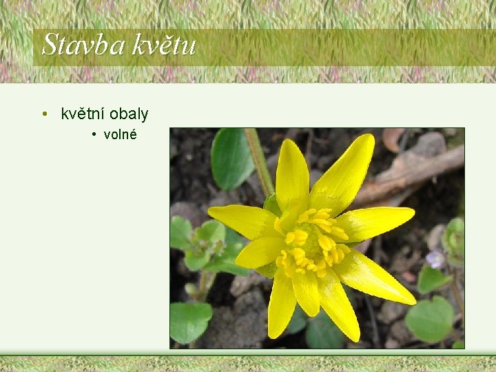Stavba květu • květní obaly • volné Stavba květu • květní obaly • volné