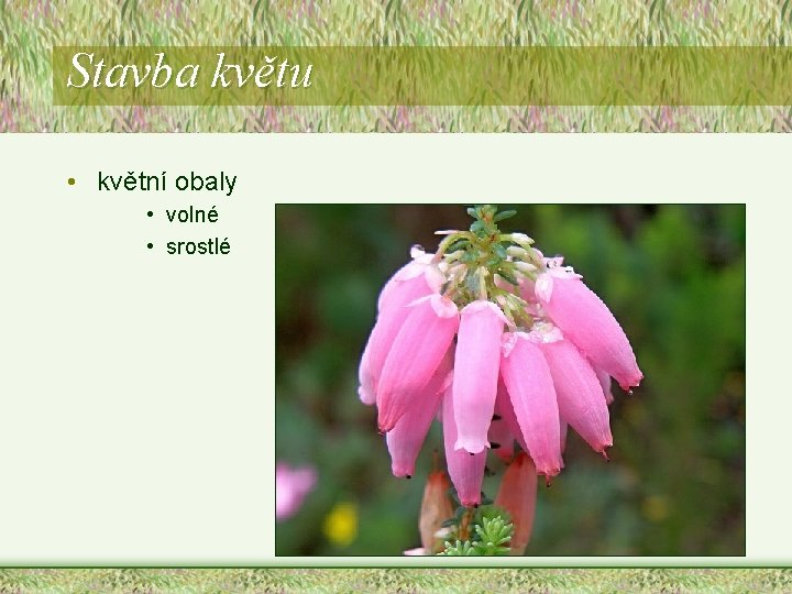 Stavba květu • květní obaly • volné • srostlé Stavba květu • květní obaly • volné • srostlé