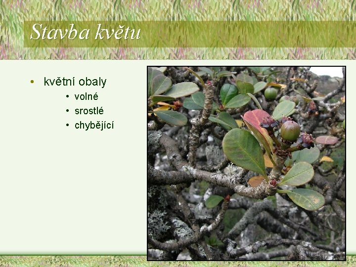 Stavba květu • květní obaly • volné • srostlé • chybějící Stavba květu • květní obaly • volné • srostlé • chybějící