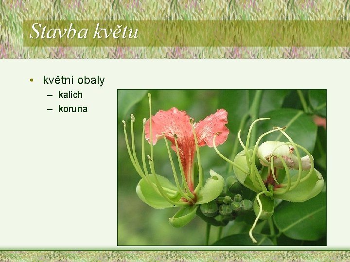 Stavba květu • květní obaly – kalich – koruna Stavba květu • květní obaly – kalich – koruna