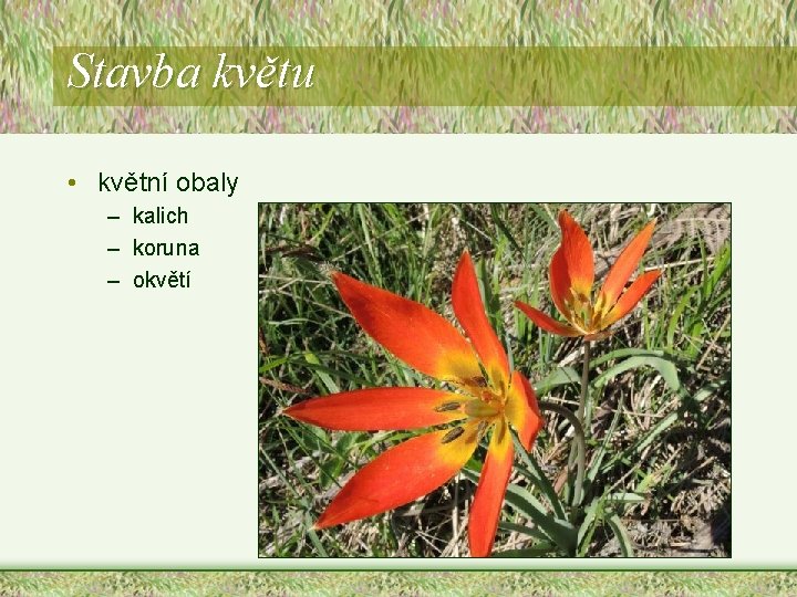 Stavba květu • květní obaly – kalich – koruna – okvětí Stavba květu • květní obaly – kalich – koruna – okvětí