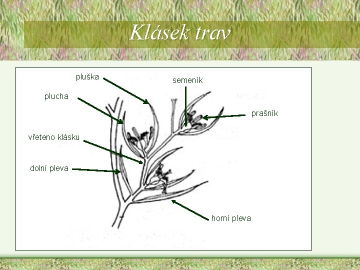 Klásek trav pluška semeník plucha prašník vřeteno klásku dolní pleva horní pleva Klásek trav pluška semeník plucha prašník vřeteno klásku dolní pleva horní pleva