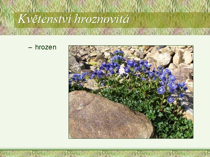 Květenství hroznovitá – hrozen Květenství hroznovitá – hrozen