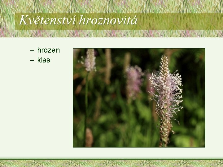 Květenství hroznovitá – hrozen – klas Květenství hroznovitá – hrozen – klas