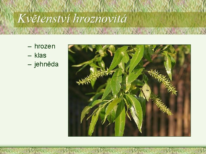 Květenství hroznovitá – hrozen – klas – jehněda Květenství hroznovitá – hrozen – klas – jehněda