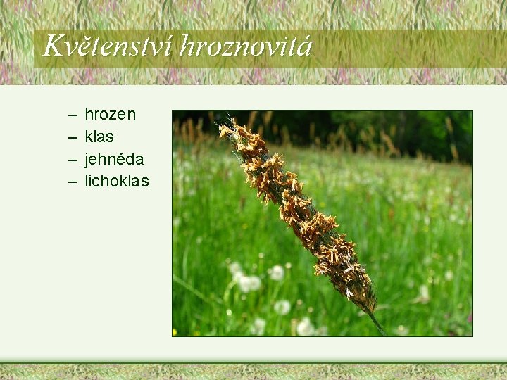 Květenství hroznovitá – – hrozen klas jehněda lichoklas Květenství hroznovitá – – hrozen klas jehněda lichoklas