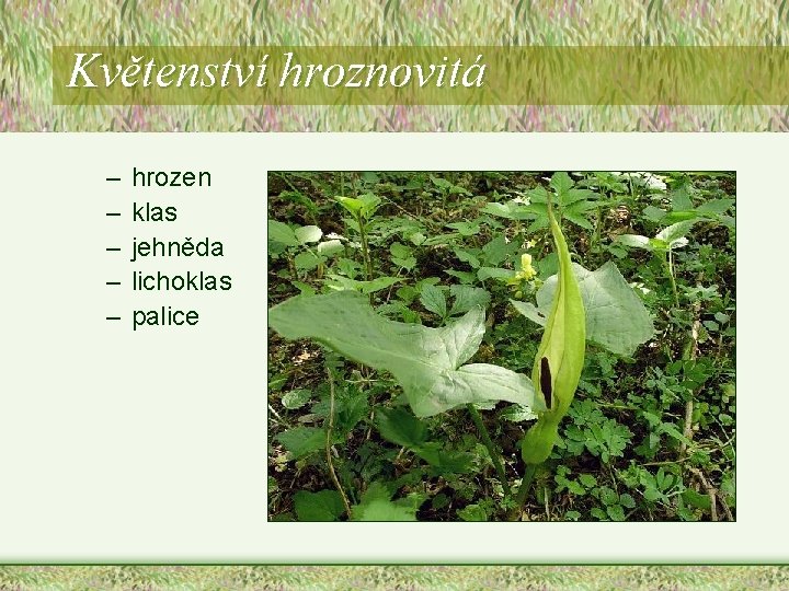 Květenství hroznovitá – – – hrozen klas jehněda lichoklas palice Květenství hroznovitá – – – hrozen klas jehněda lichoklas palice