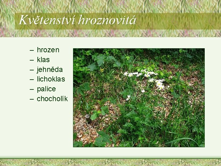 Květenství hroznovitá – – – hrozen klas jehněda lichoklas palice chocholík Květenství hroznovitá – – – hrozen klas jehněda lichoklas palice chocholík