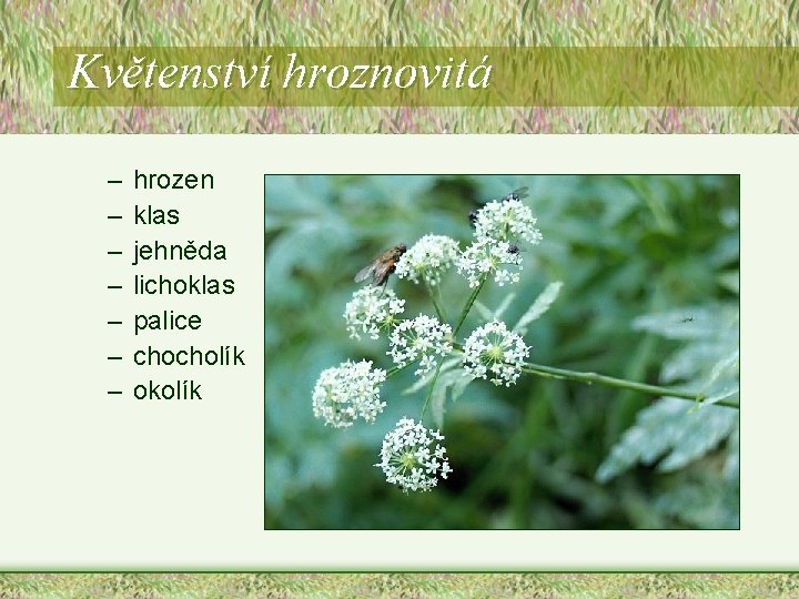 Květenství hroznovitá – – – – hrozen klas jehněda lichoklas palice chocholík okolík Květenství hroznovitá – – – – hrozen klas jehněda lichoklas palice chocholík okolík