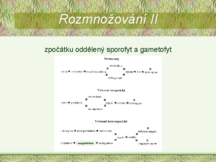 Rozmnožování II zpočátku oddělený sporofyt a gametofyt megaprothalium Rozmnožování II zpočátku oddělený sporofyt a gametofyt megaprothalium