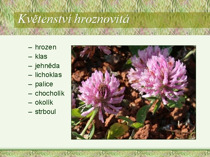 Květenství hroznovitá – – – – hrozen klas jehněda lichoklas palice chocholík okolík strboul Květenství hroznovitá – – – – hrozen klas jehněda lichoklas palice chocholík okolík strboul