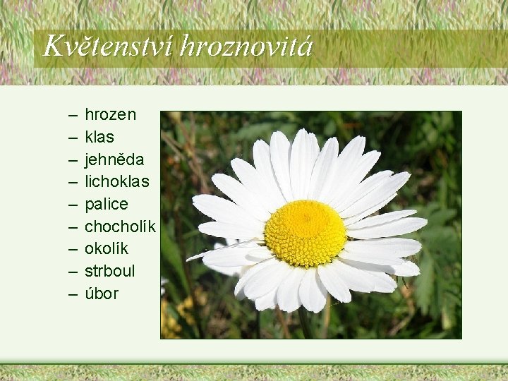 Květenství hroznovitá – – – – – hrozen klas jehněda lichoklas palice chocholík okolík Květenství hroznovitá – – – – – hrozen klas jehněda lichoklas palice chocholík okolík