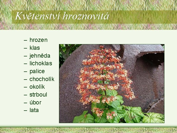 Květenství hroznovitá – – – – – hrozen klas jehněda lichoklas palice chocholík okolík Květenství hroznovitá – – – – – hrozen klas jehněda lichoklas palice chocholík okolík