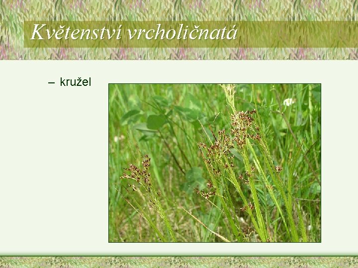 Květenství vrcholičnatá – kružel Květenství vrcholičnatá – kružel