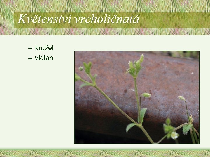 Květenství vrcholičnatá – kružel – vidlan Květenství vrcholičnatá – kružel – vidlan